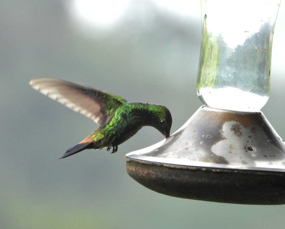 Copper-rumped Hummingbird - Manuel Pérez R.