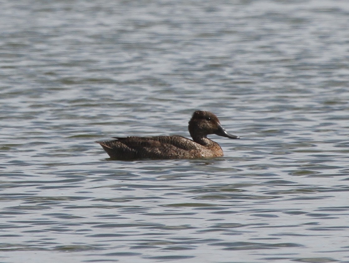 Freckled Duck - ML62314561