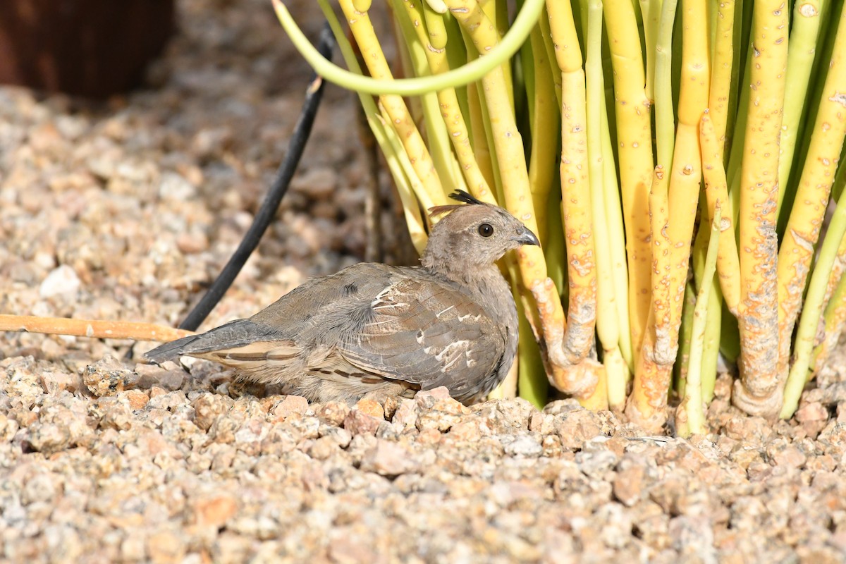 Gambel's Quail - ML623145615