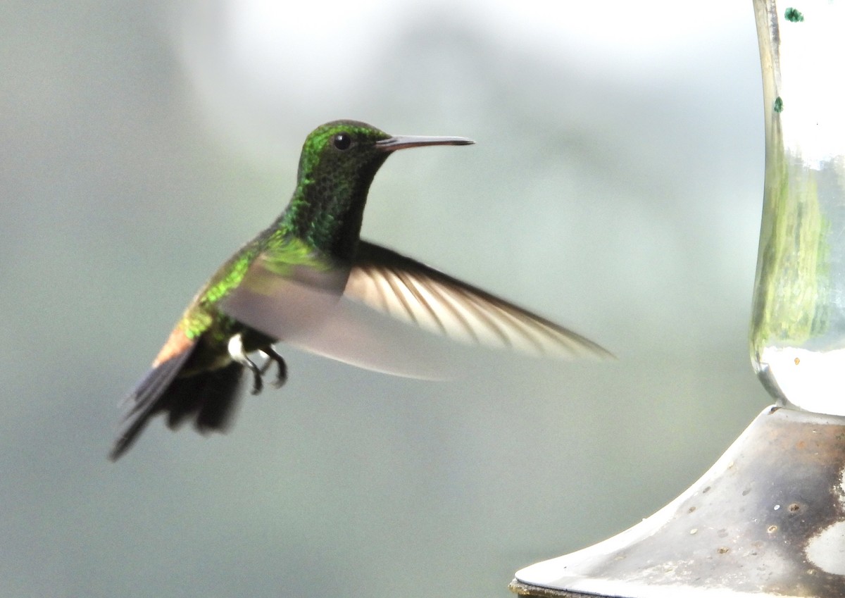 Copper-rumped Hummingbird - ML623145616