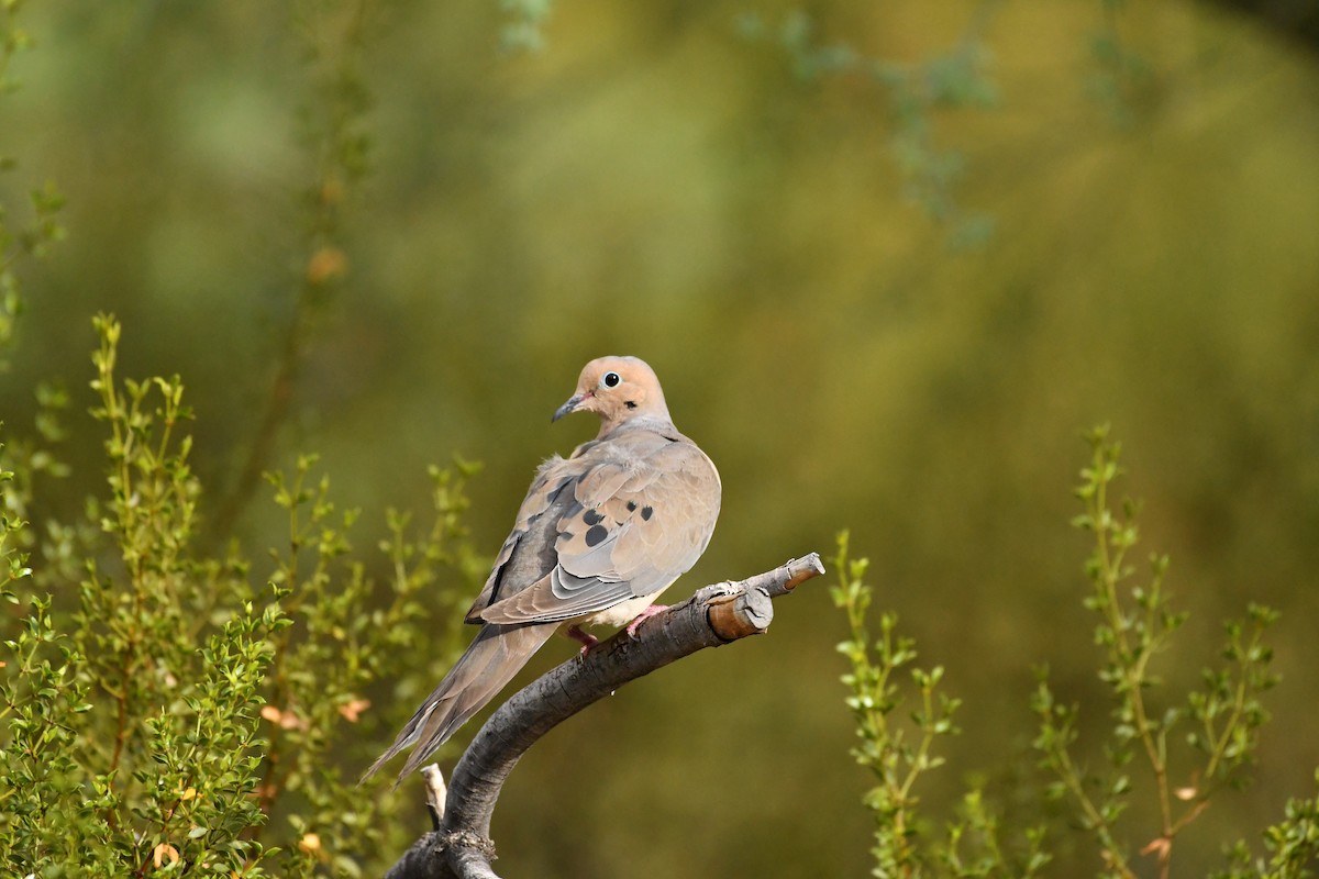 Mourning Dove - ML623145623