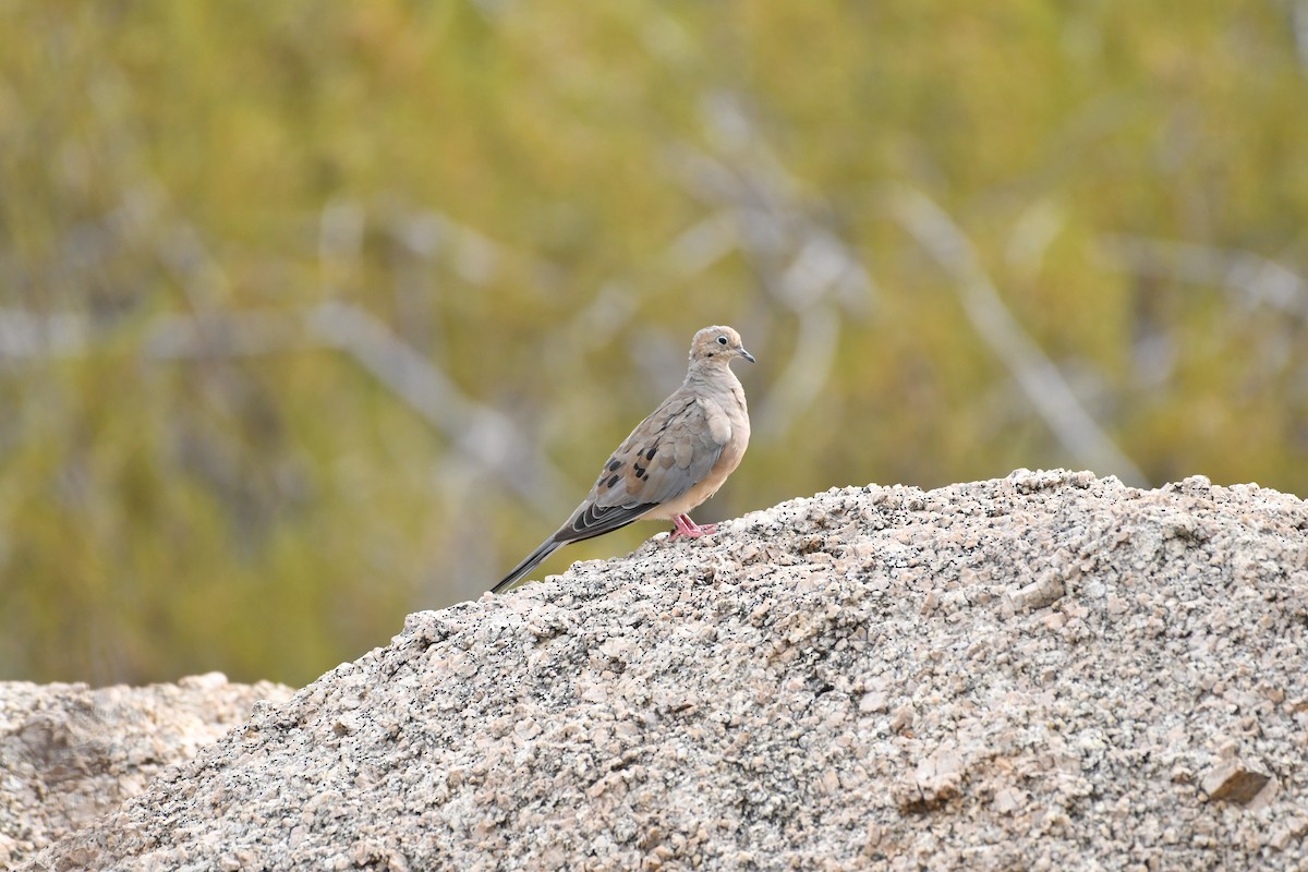 Mourning Dove - Kevin Dailey