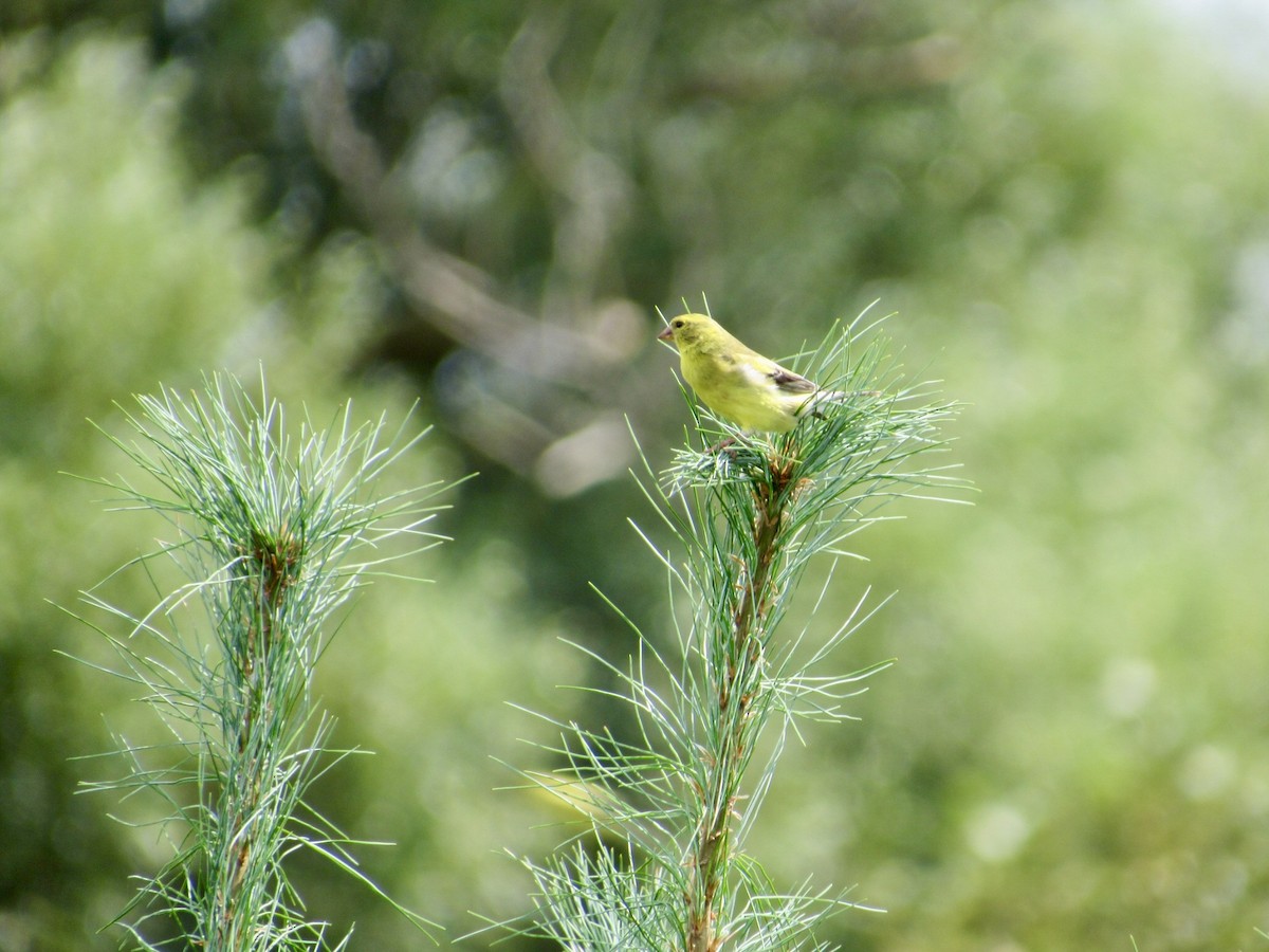 American Goldfinch - ML623145636