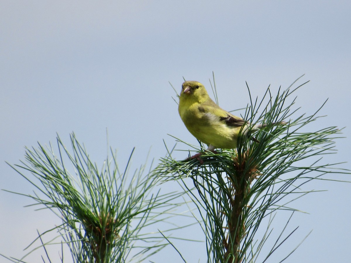 American Goldfinch - ML623145637