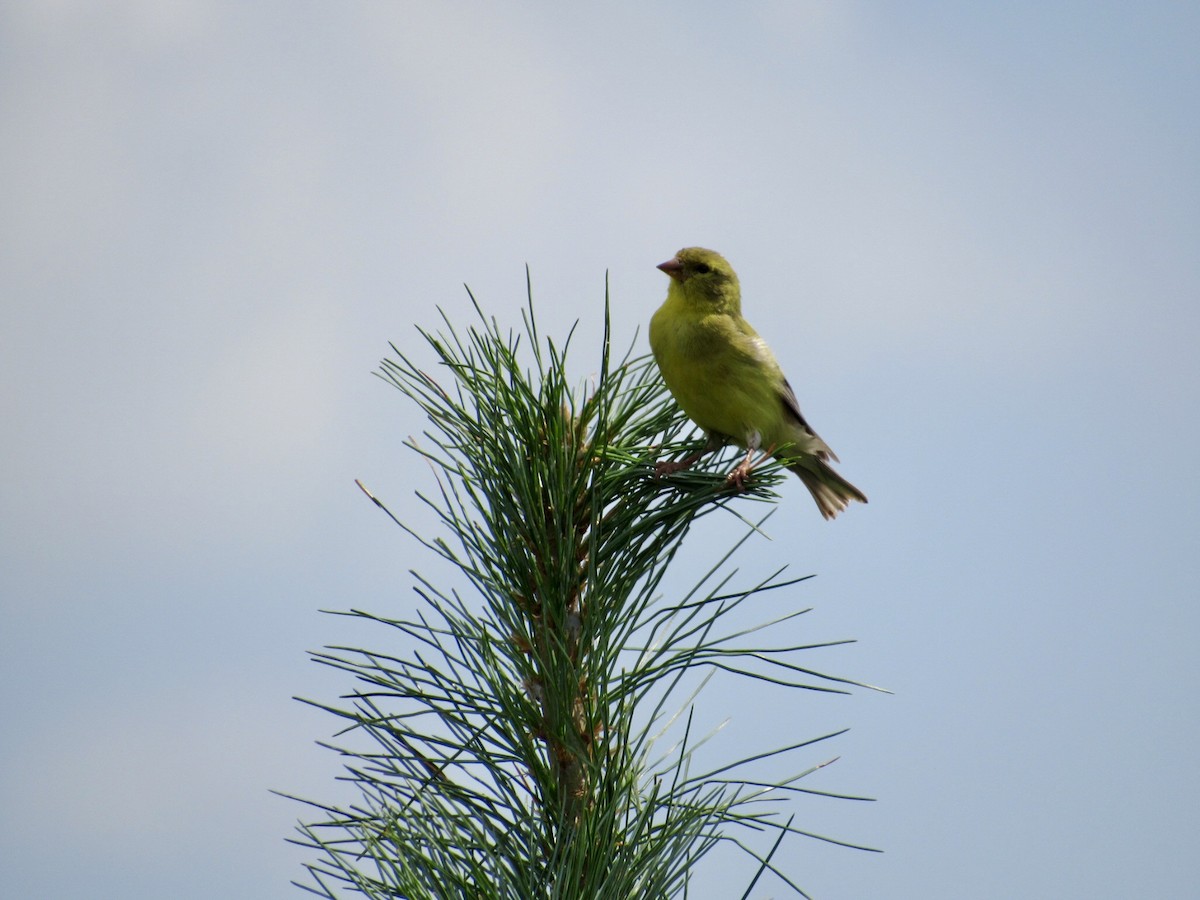 American Goldfinch - ML623145638