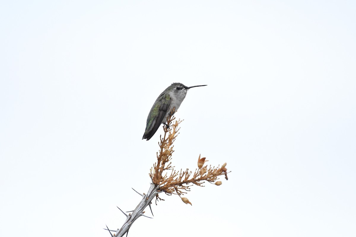 Costa's Hummingbird - ML623145662