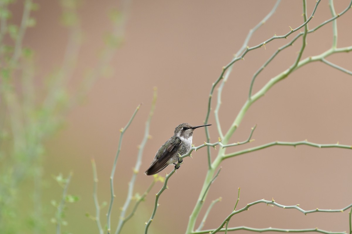 Costa's Hummingbird - ML623145663