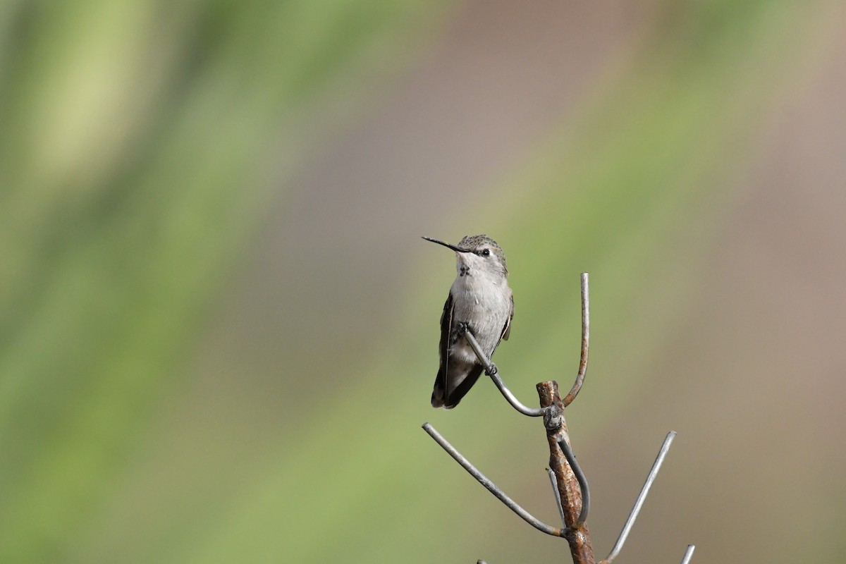 Costa's Hummingbird - ML623145664