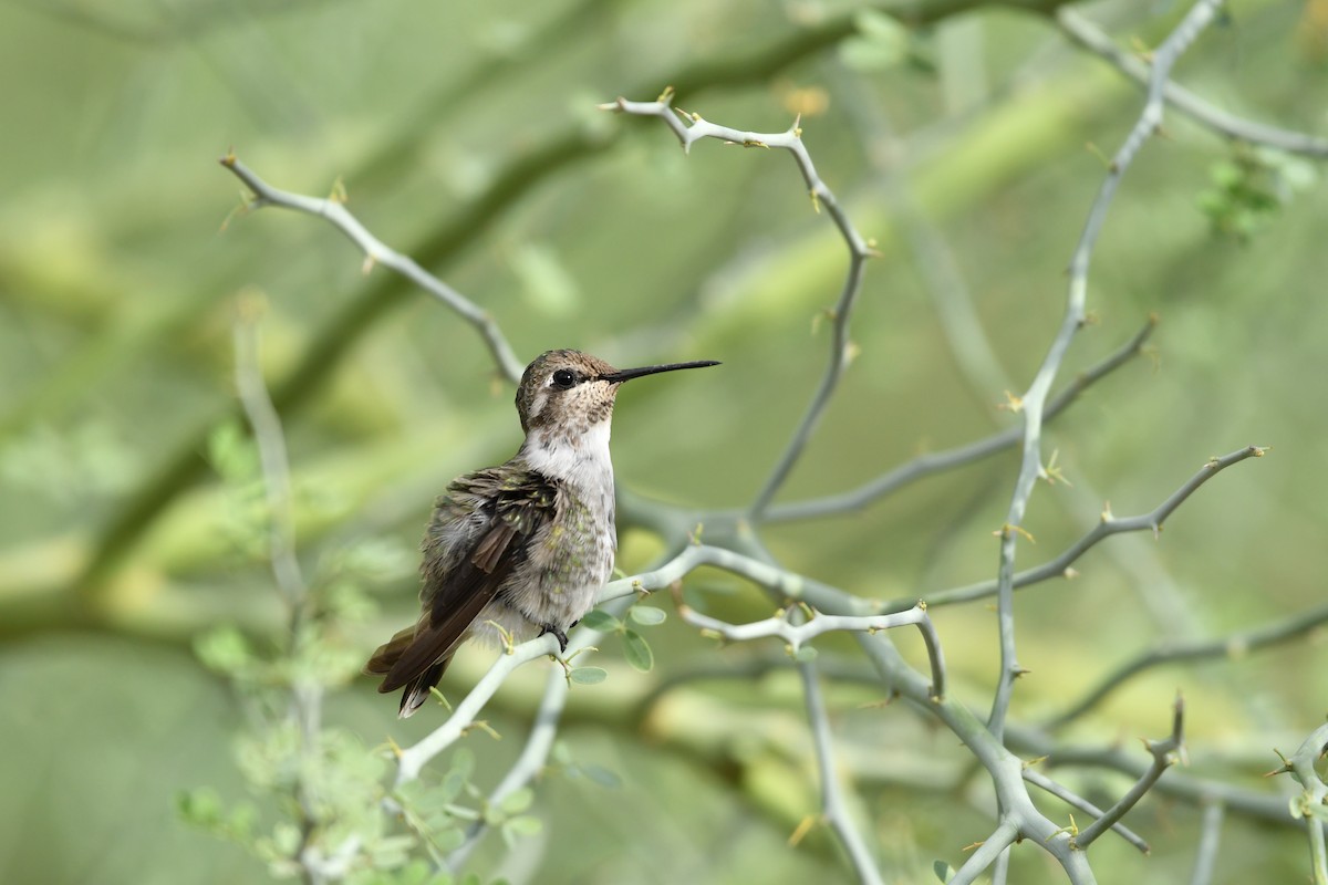 Costa's Hummingbird - ML623145665