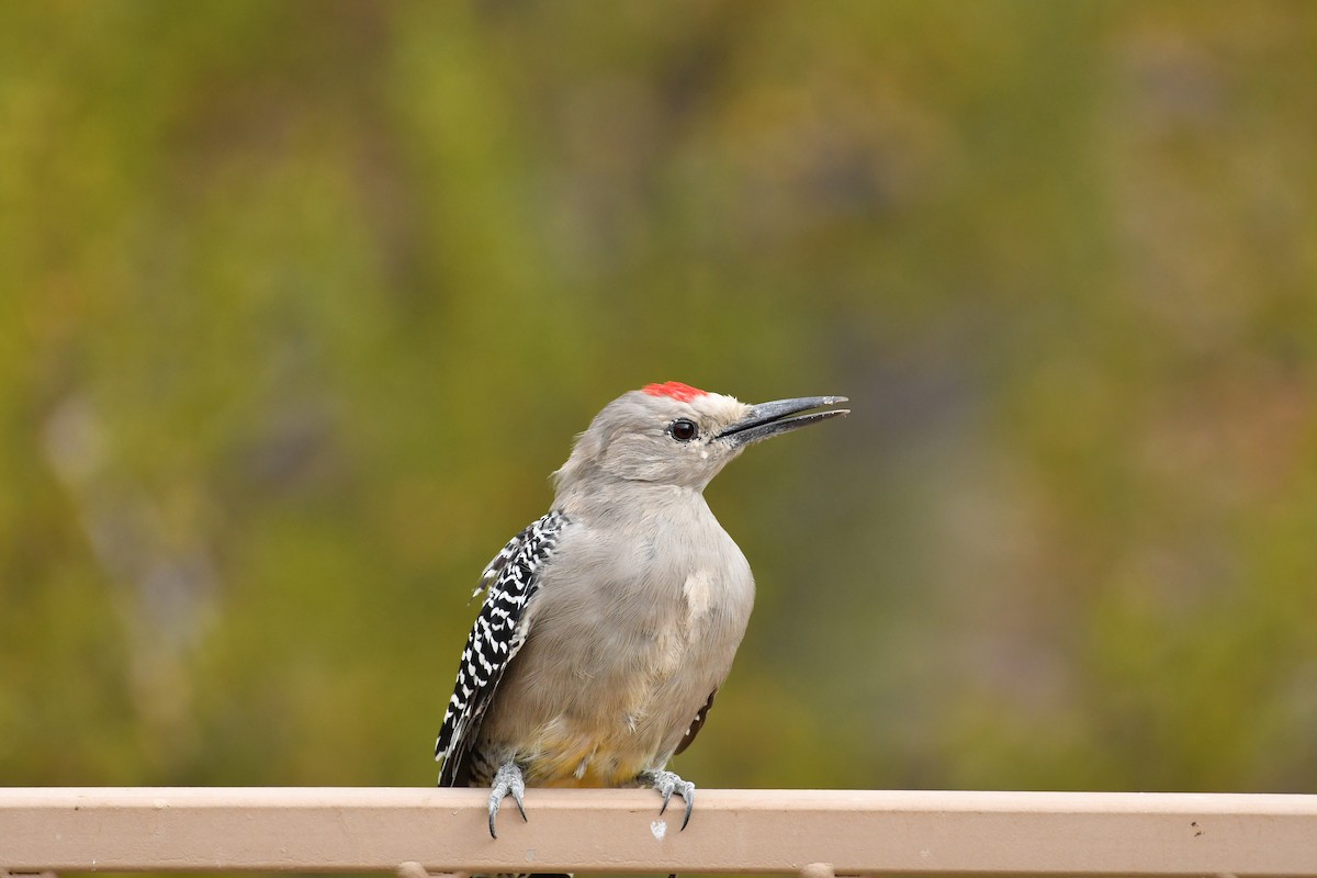 Gila Woodpecker - ML623145697