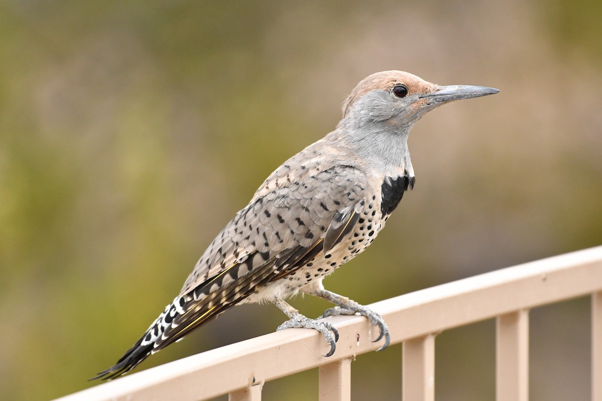 Gilded Flicker - ML623145699