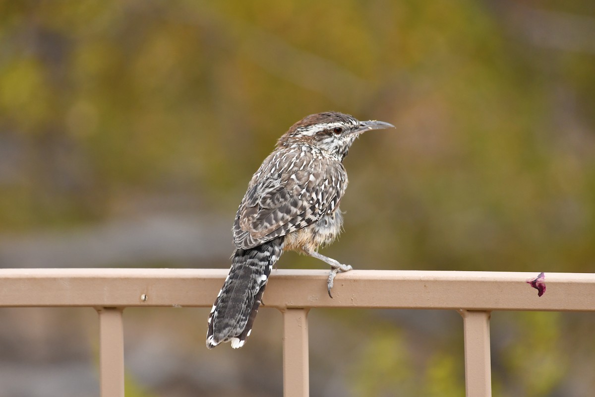 Cactus Wren - ML623145716