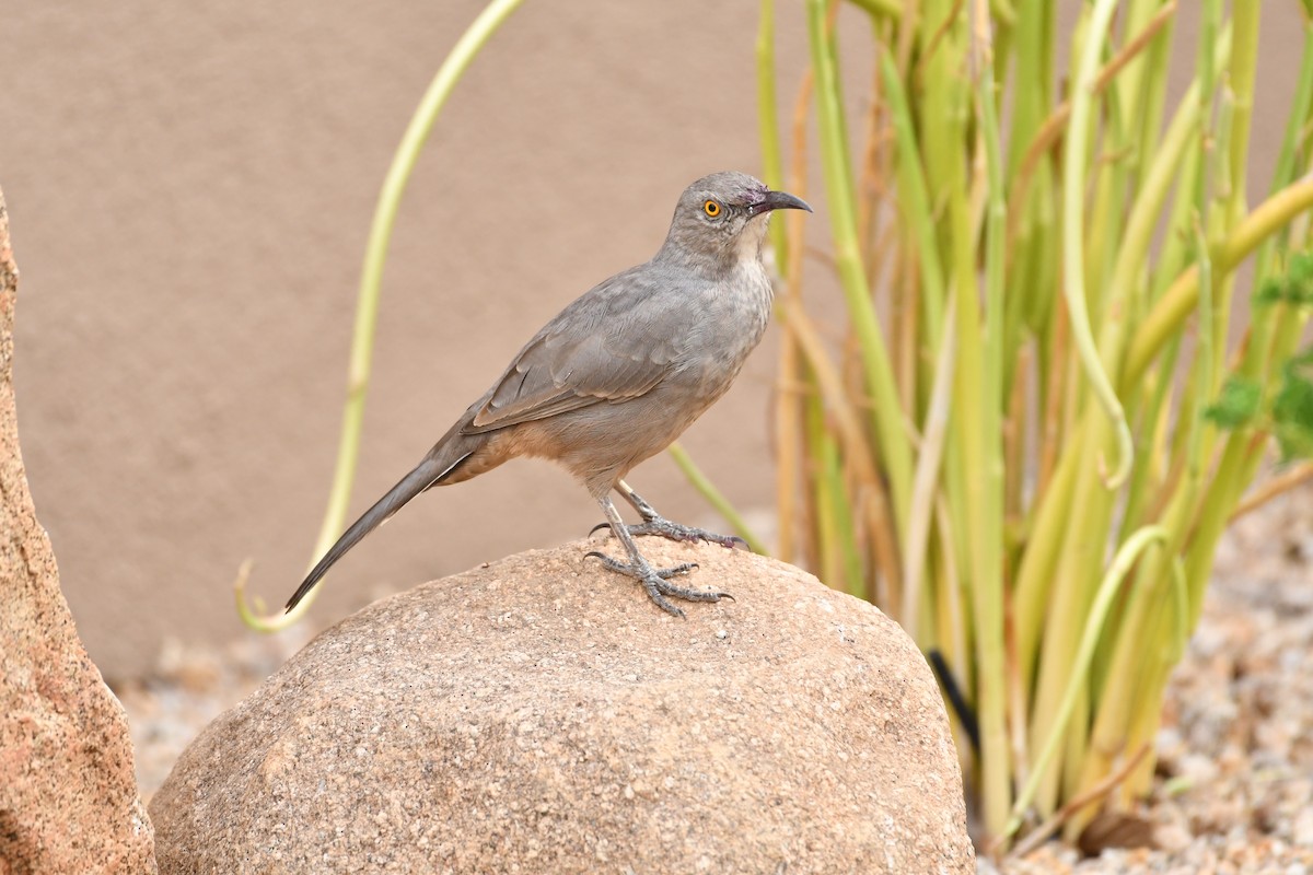 Curve-billed Thrasher - ML623145737