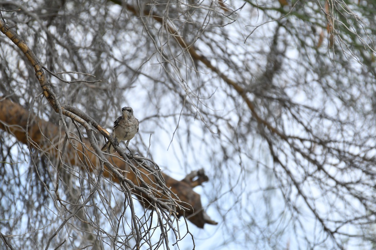 Northern Mockingbird - ML623145751