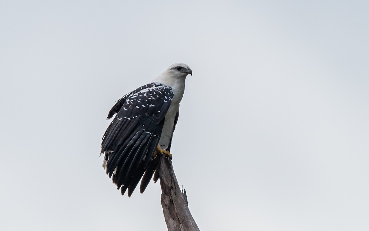 White Hawk - Serge Horellou