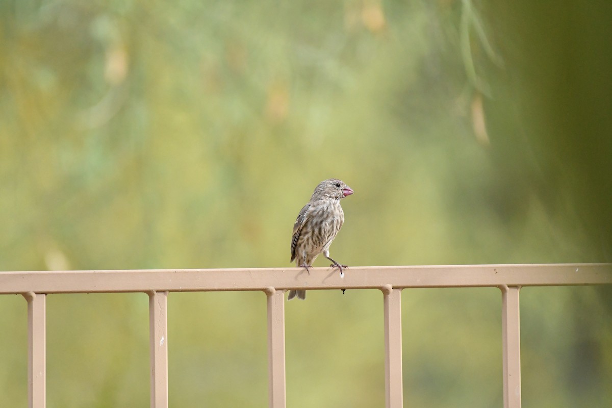 House Finch - ML623145811