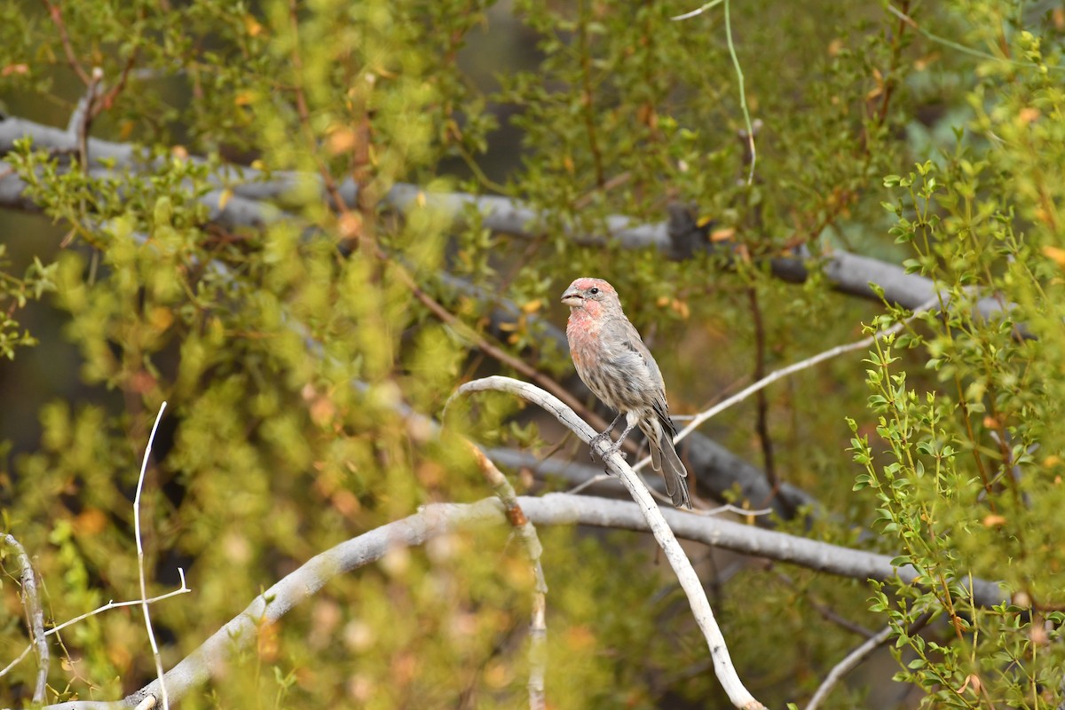 House Finch - ML623145812