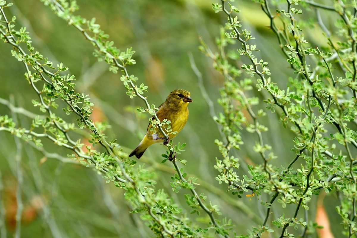 Lesser Goldfinch - ML623145833