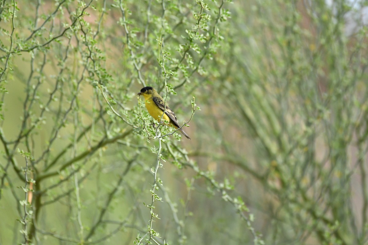 Lesser Goldfinch - ML623145834