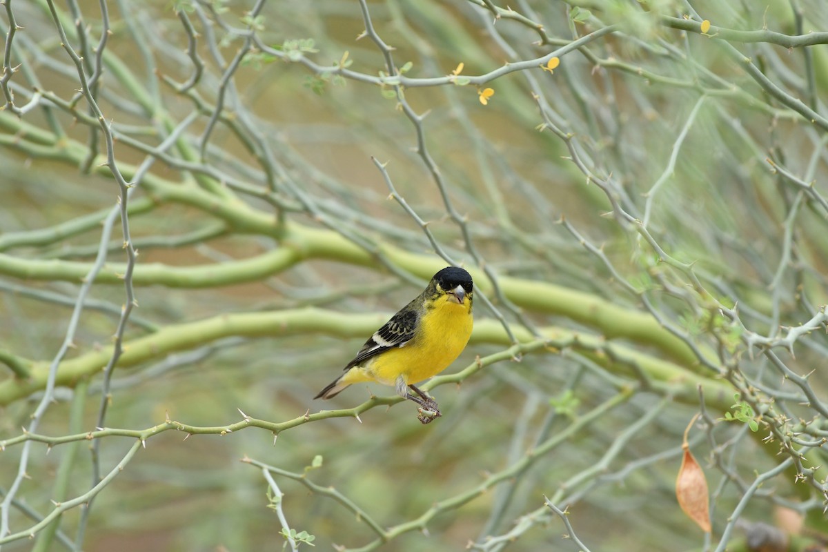 Lesser Goldfinch - ML623145835