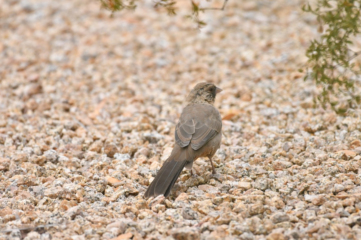 Abert's Towhee - ML623145840