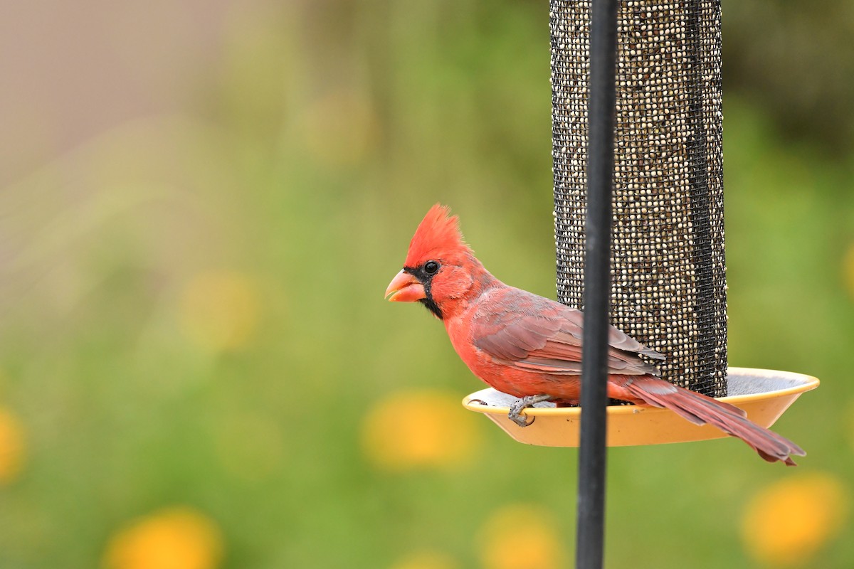 Northern Cardinal - ML623145842