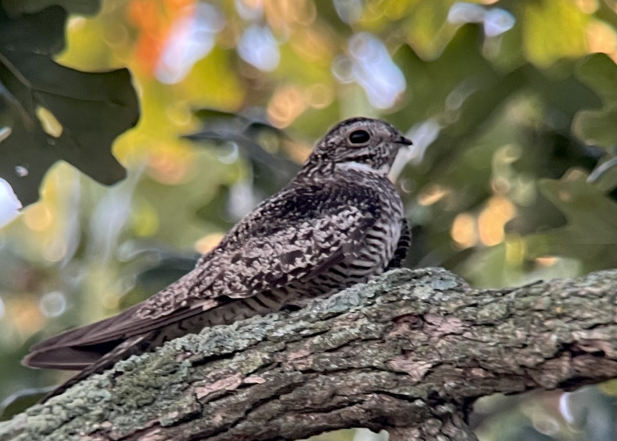 Common Nighthawk - Stephen Tyson