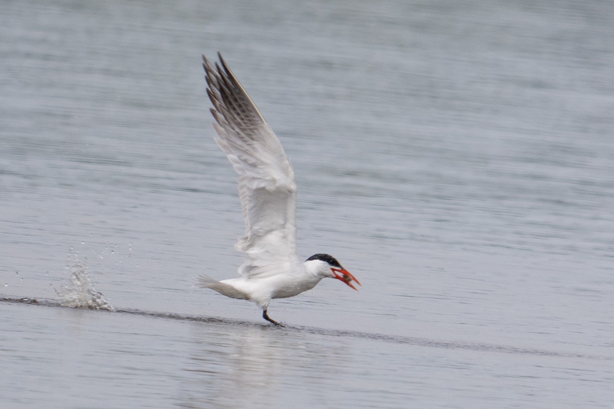 Caspian Tern - Rick Potts