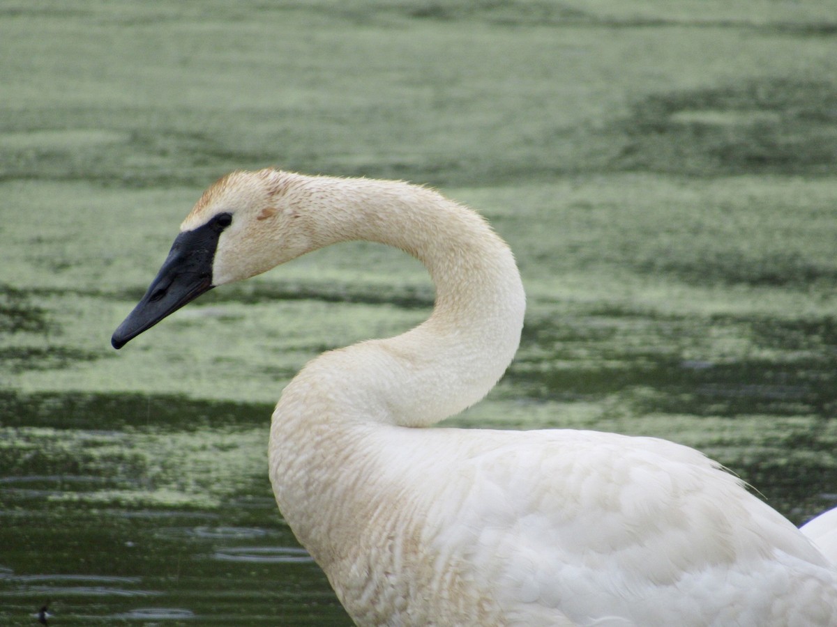 Trumpeter Swan - ML623145954