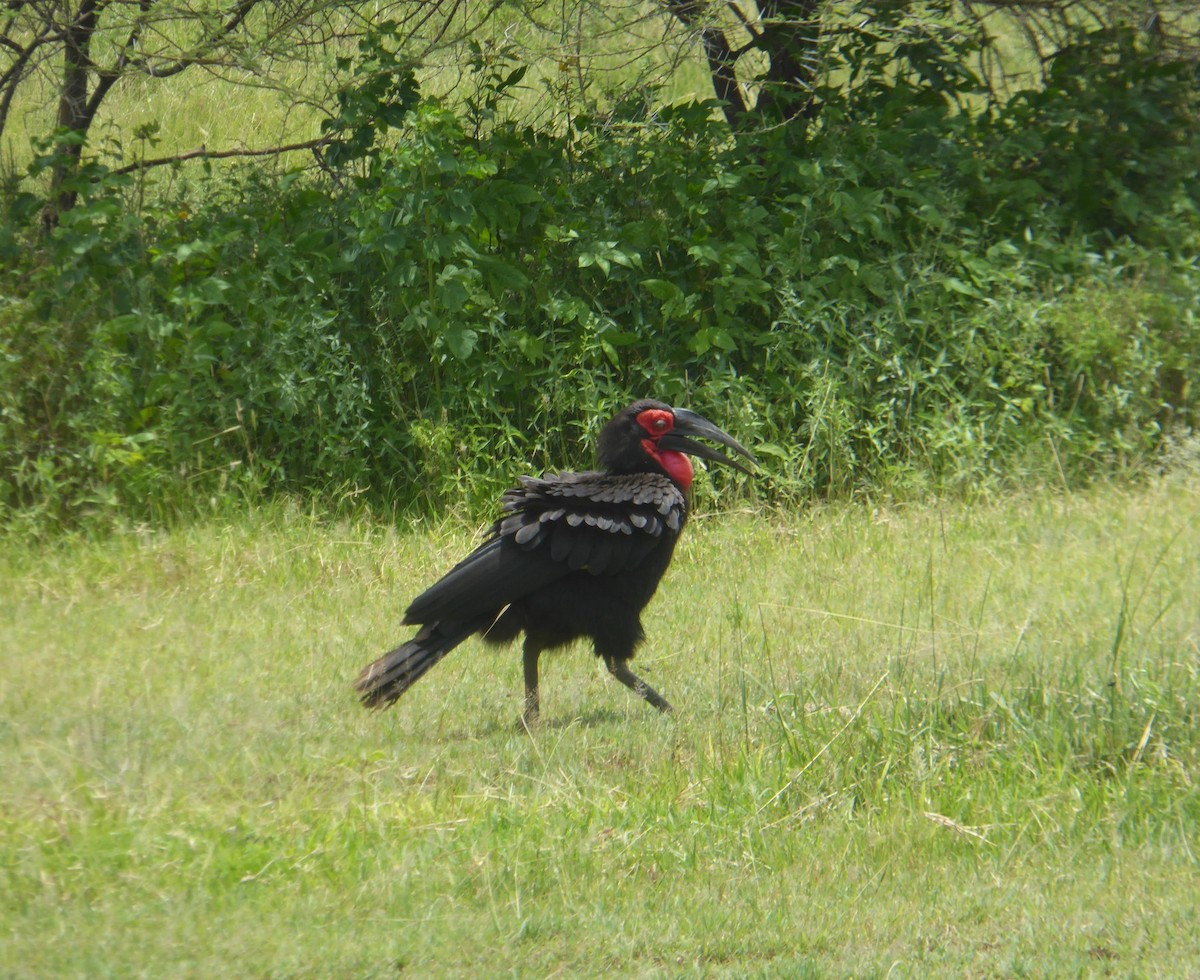 Southern Ground-Hornbill - ML623145984