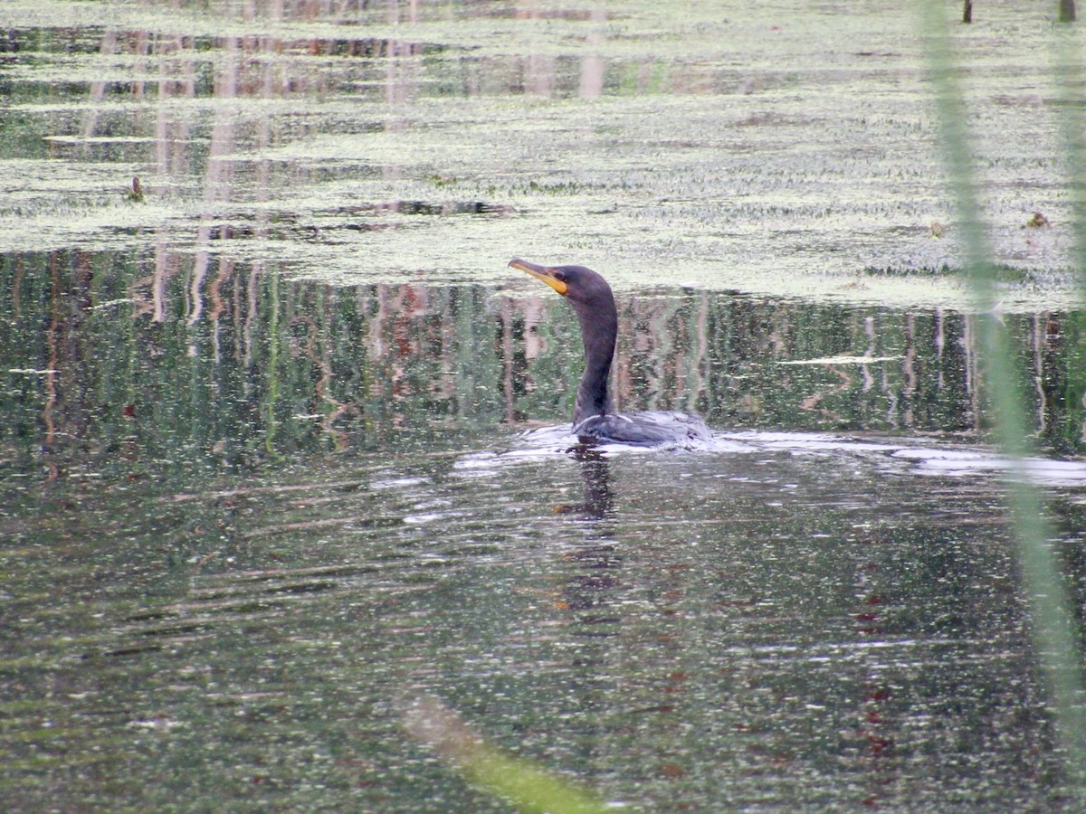 Double-crested Cormorant - ML623145985