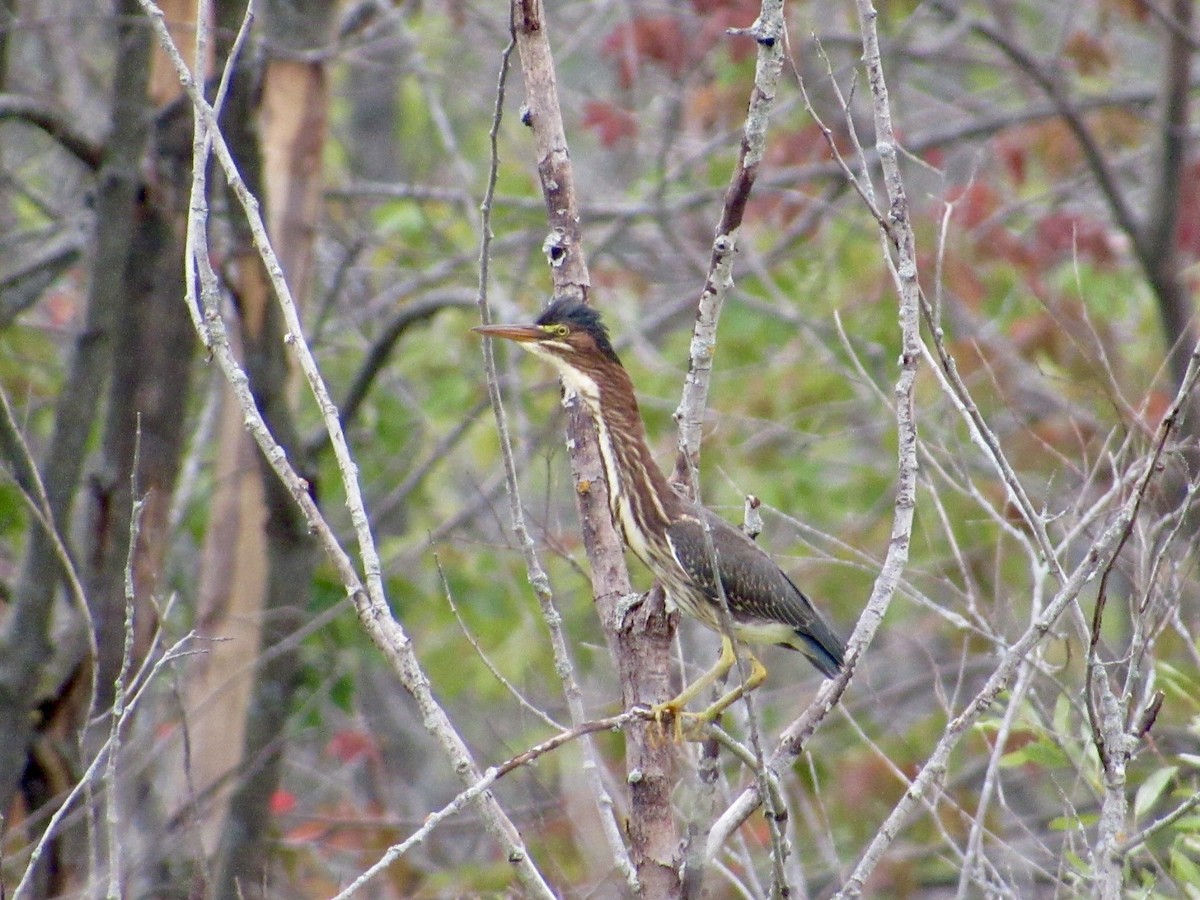 Green Heron - ML623146027