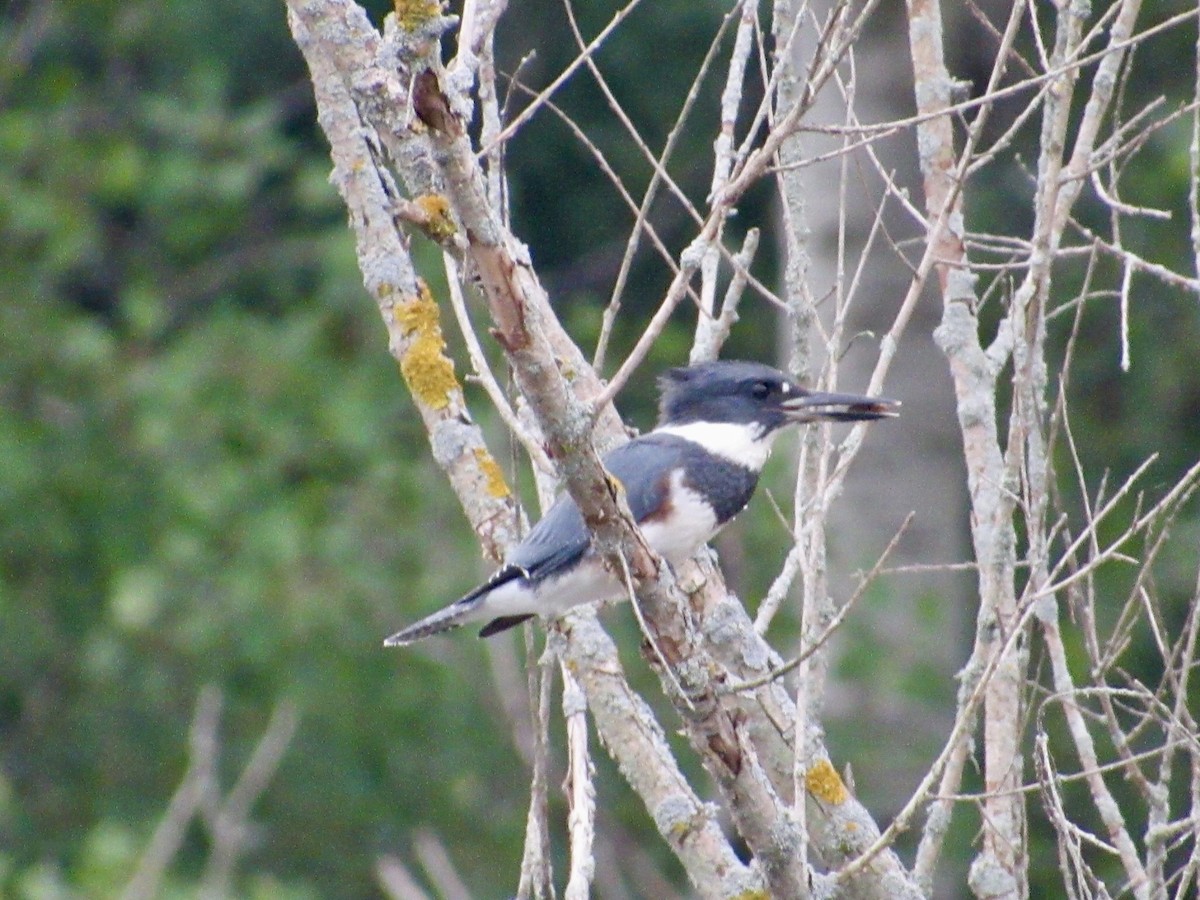 Belted Kingfisher - ML623146051