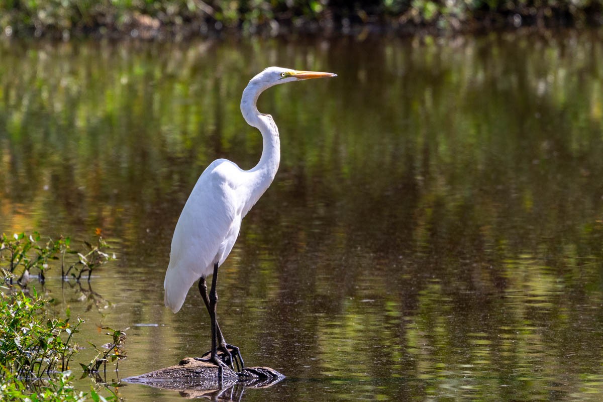 Great Egret - ML623146058