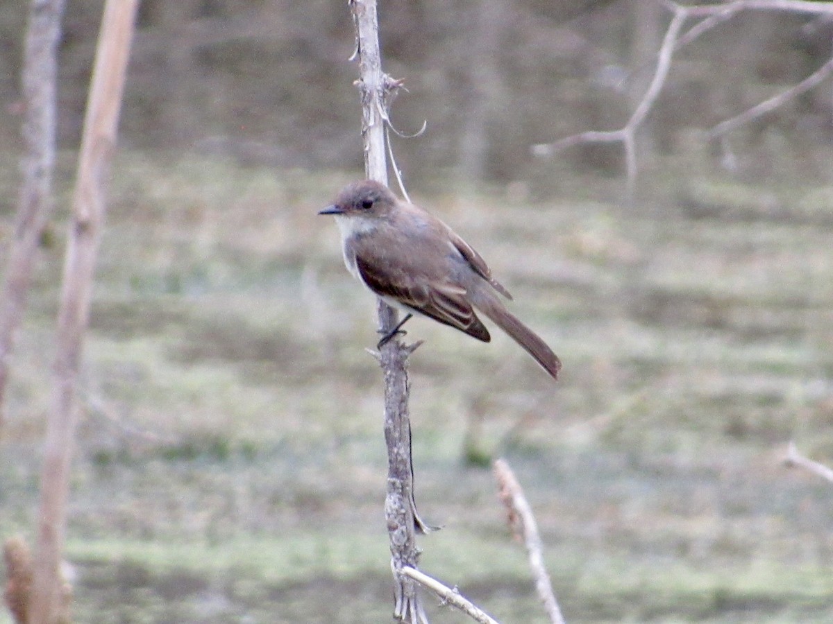 Eastern Phoebe - ML623146070