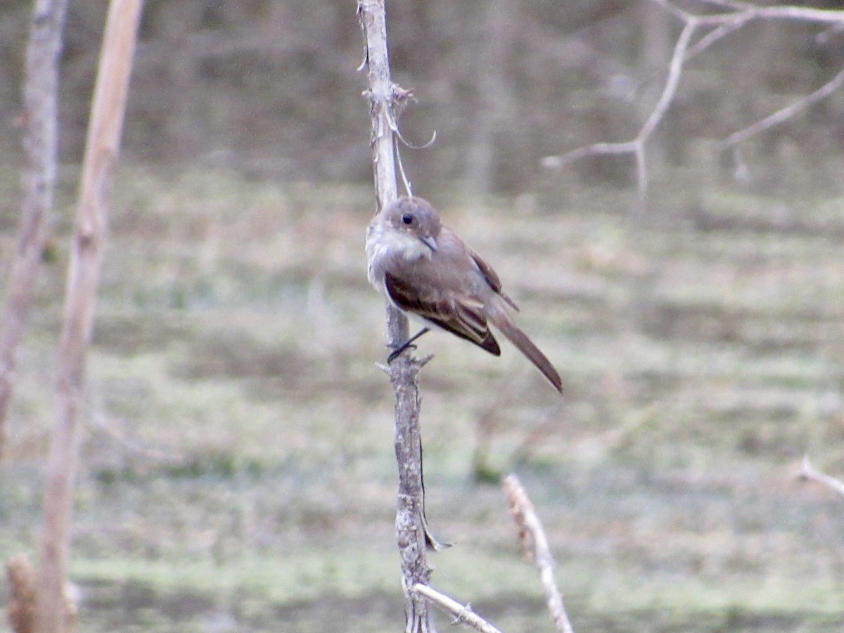 Eastern Phoebe - ML623146071