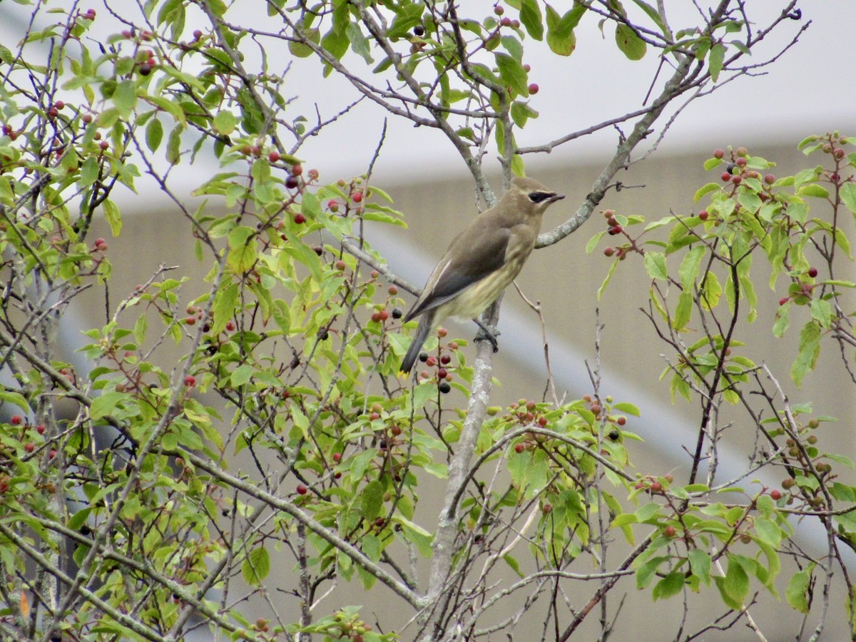 Cedar Waxwing - ML623146102