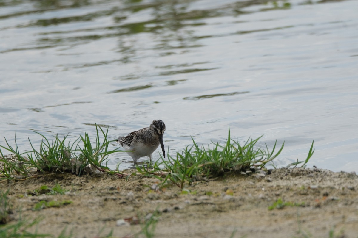 Broad-billed Sandpiper - ML623146193