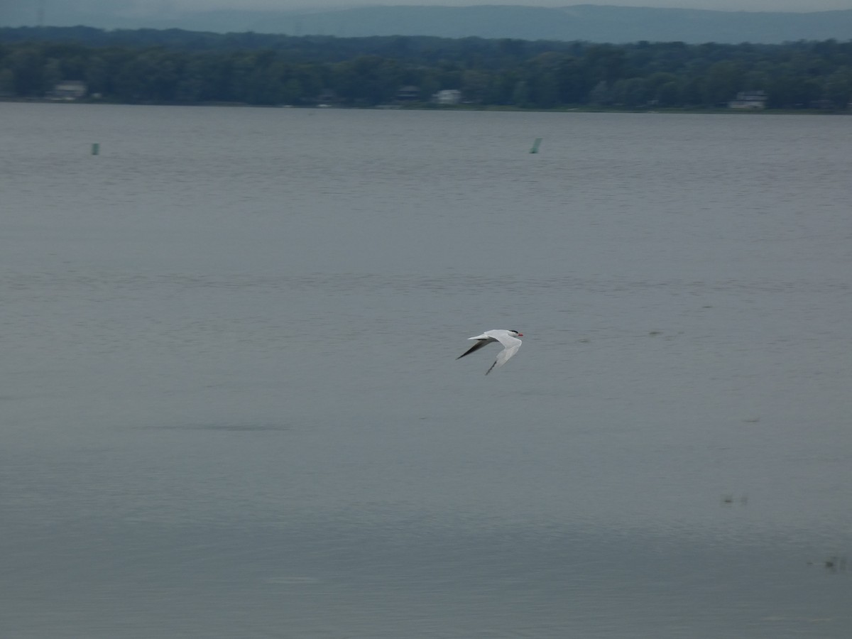 Caspian Tern - ML623146461