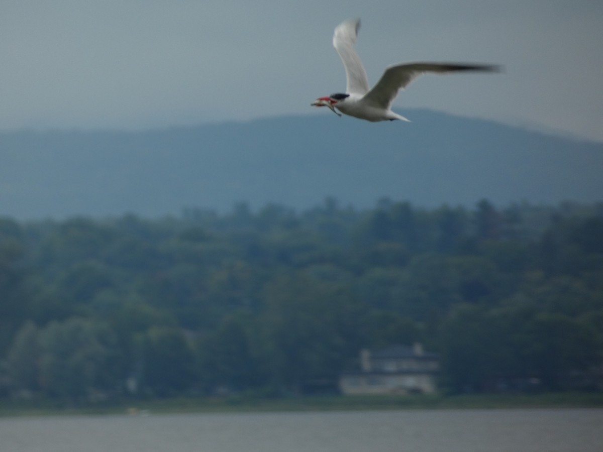 Caspian Tern - ML623146462