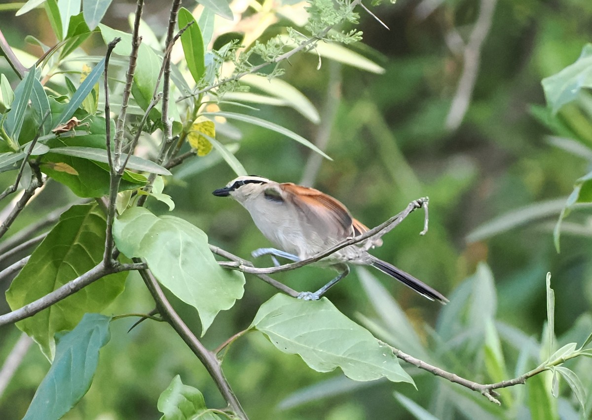 Brown-crowned Tchagra - ML623146504