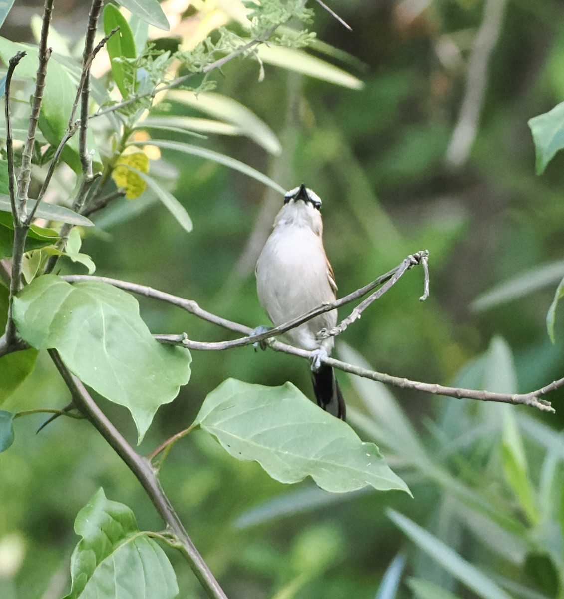 Brown-crowned Tchagra - ML623146505