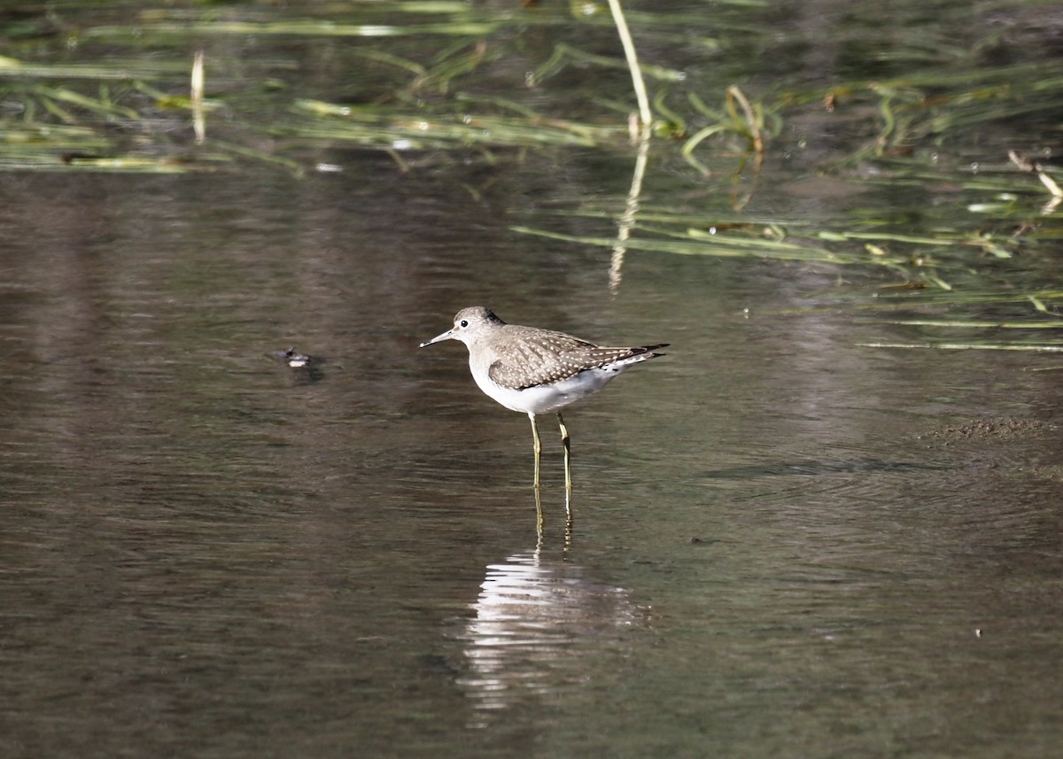 Solitary Sandpiper - ML623146567
