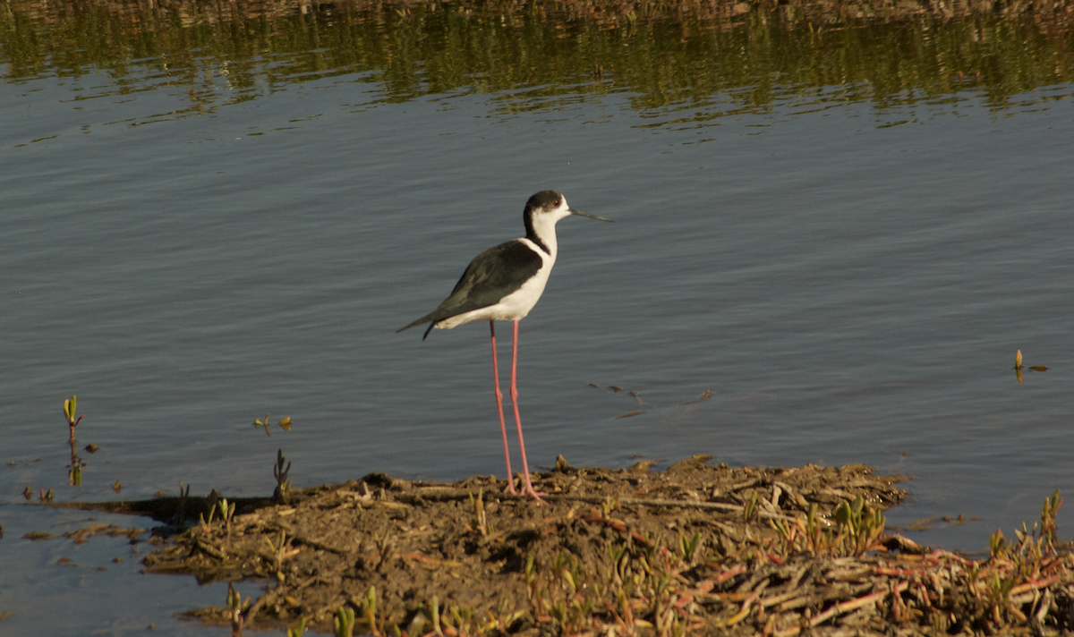 Black-winged Stilt - Angel Curbelo