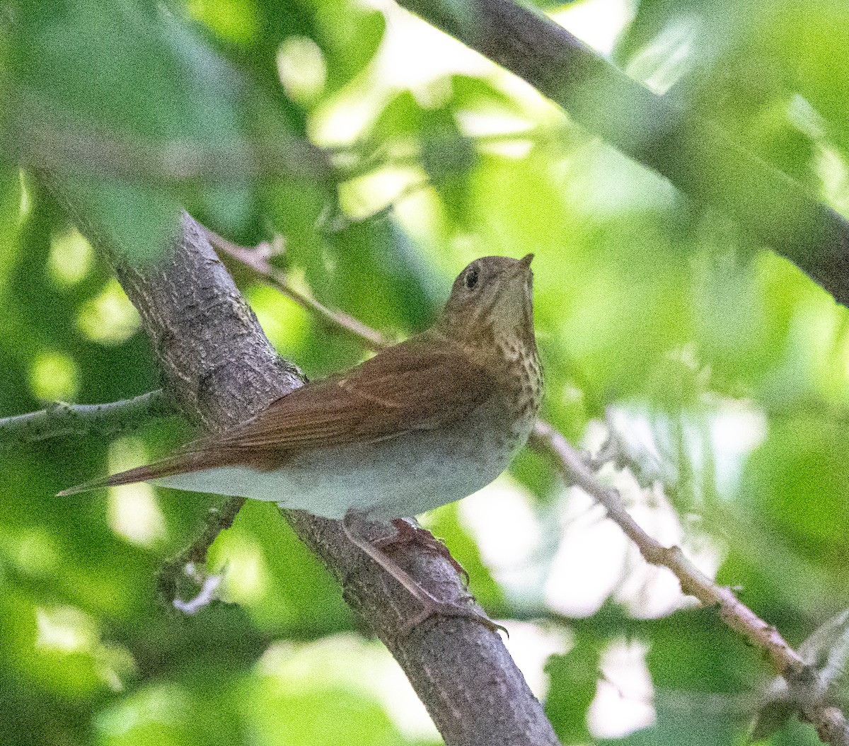 Veery - Scott Murphy