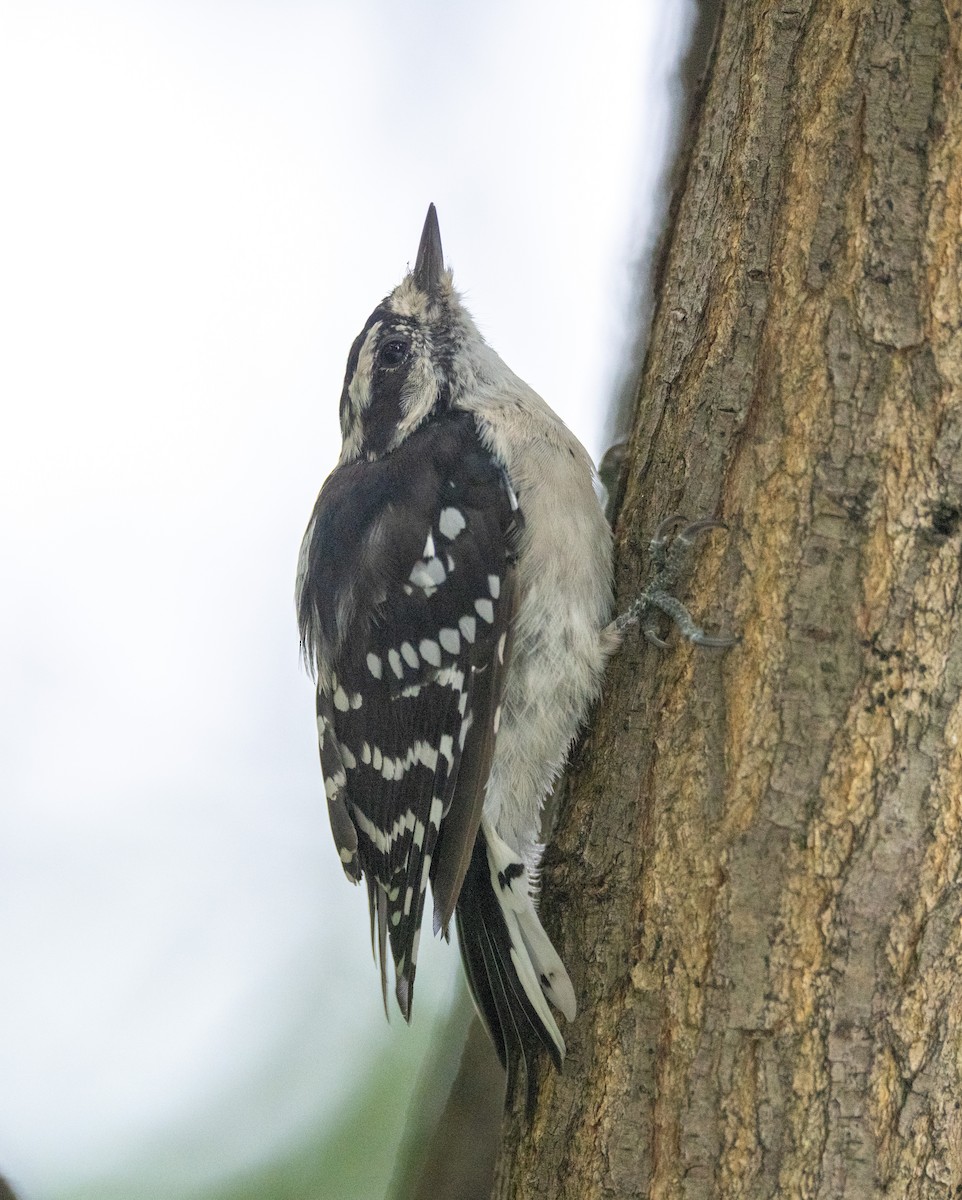 Downy Woodpecker - ML623146678