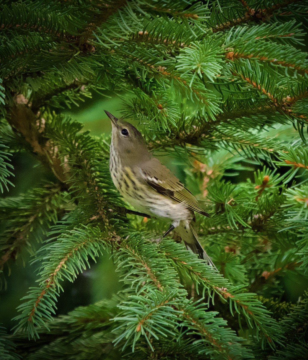 Cape May Warbler - ML623146684