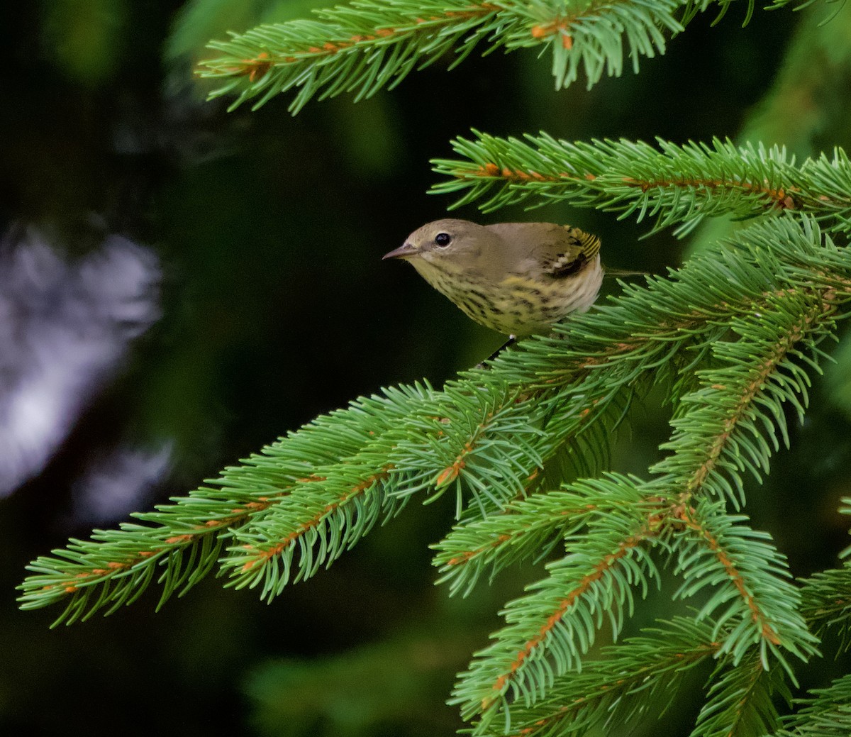 Cape May Warbler - ML623146685