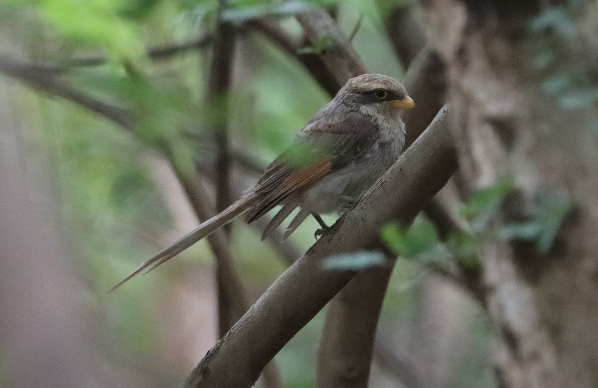 Yellow-billed Shrike - ML623146703