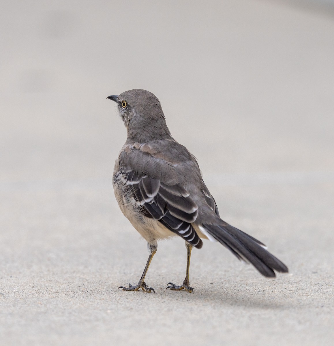 Northern Mockingbird - ML623146737